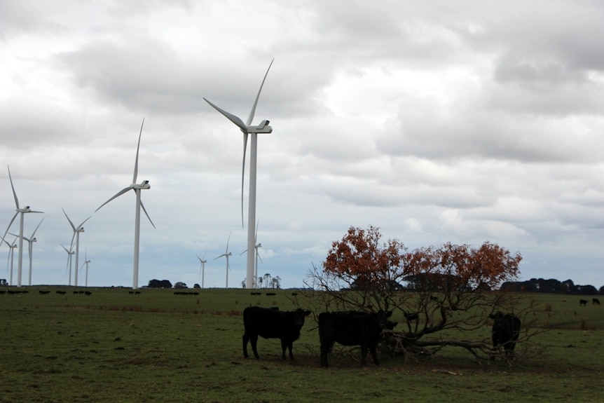 Wind turbines and power lines in a farming region