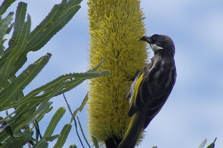 A White-cheeked honeyeater on a Banksia attenuata flower