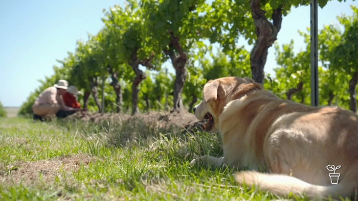 Dog sitting on grass with rows of grape vines in the background
