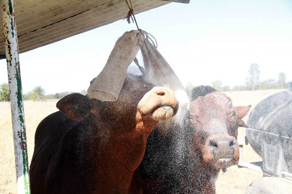 Farmer says holistic farming practices deliver content cattle and high