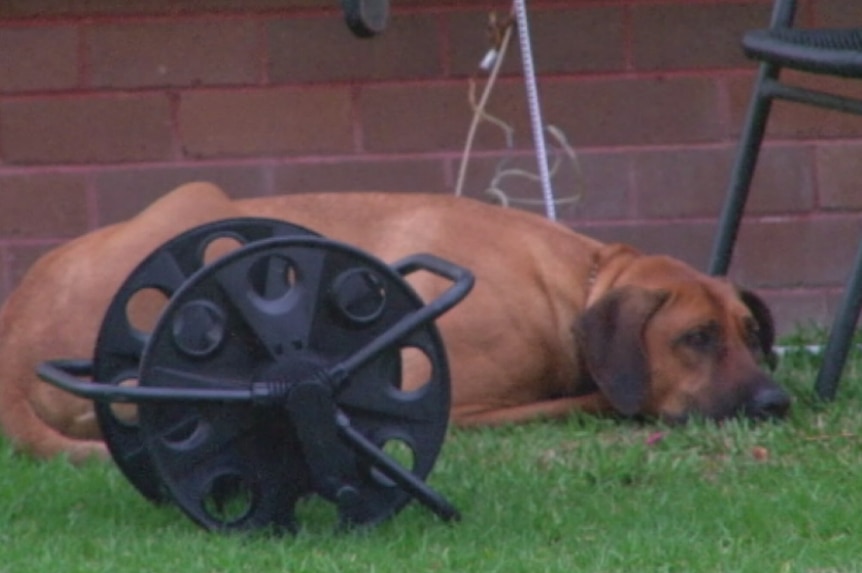 The dog lying down in a front garden, with a hose nearby.