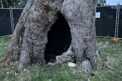 A large hole in the bottom of a tree