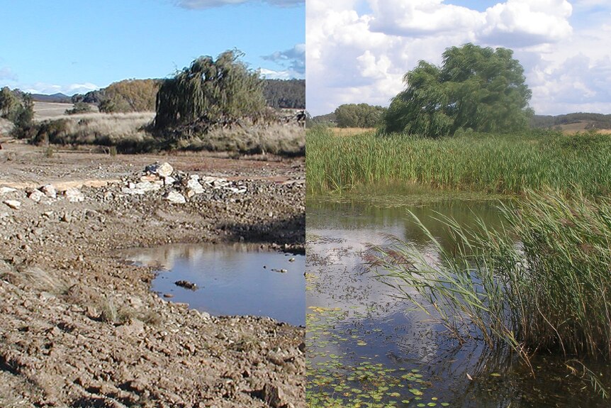 A before and after composite of an almost empty creek and a full creek including reeds