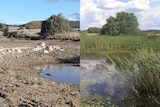 A before and after composite of an almost empty creek and a full creek including reeds.