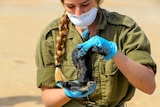 A woman with a long plait wearing army fatigues, blue gloves and a mask looks at a glob of tar