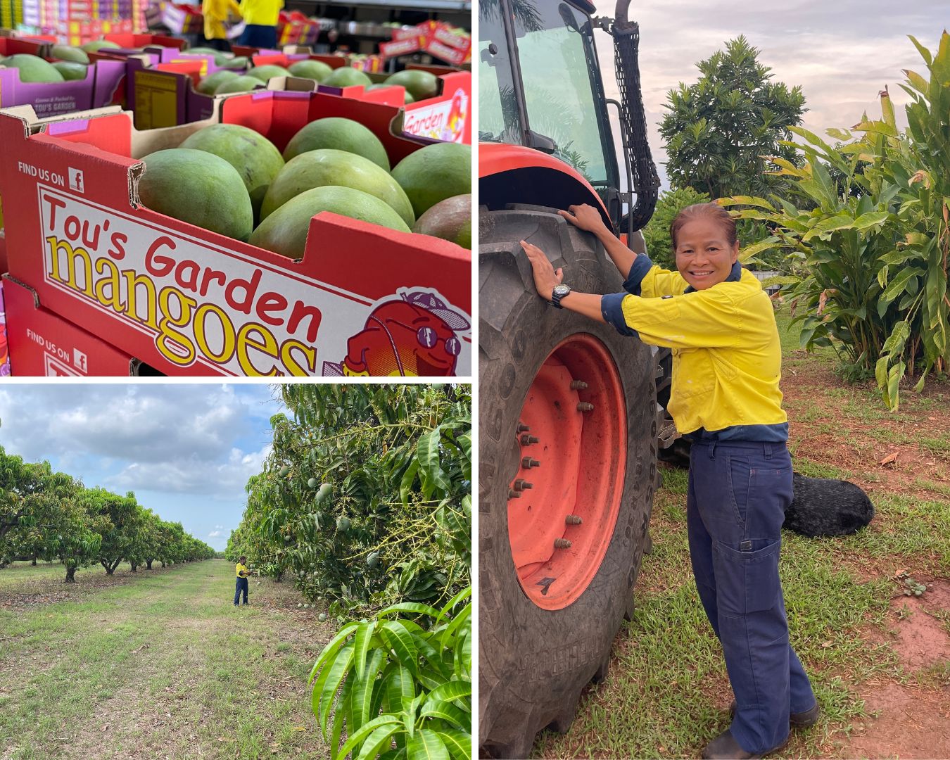 A collage of three photos of a woman on a farm near a tractor and mangoes