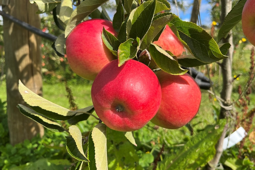 apples on a tree