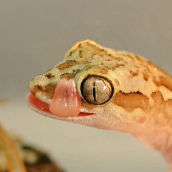 Lizard research discovers native reptiles evolved to detect introduced ...