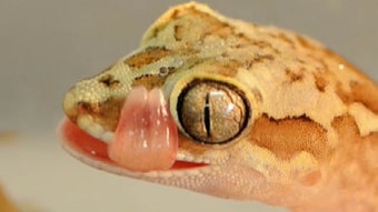 A yellow and brown lizard with big eyes licks its lips.
