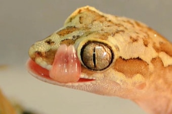 A yellow and brown lizard with big eyes licks its lips.