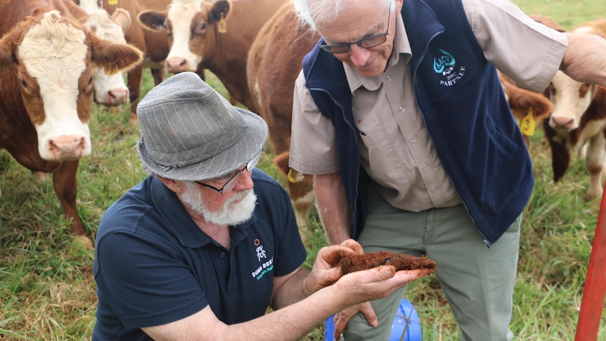 Two men study a clod of earth in a paddock while cattle look on curiously.