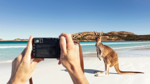 A camera in the foreground takes a shot of a kangaroo on a striking white beach.