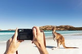 A camera in the foreground takes a shot of a kangaroo on a striking white beach.