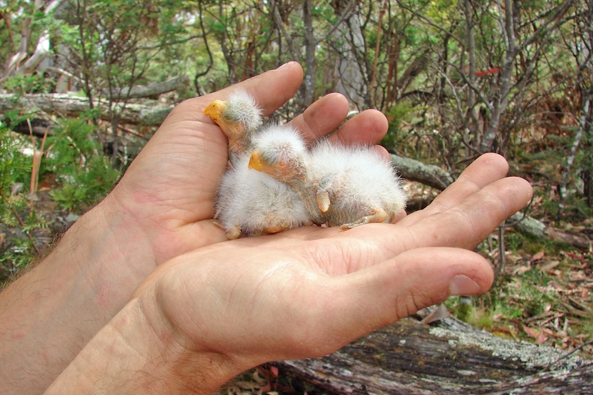 An ANU researcher is taking to the tree tops to study the endangered swift parrot.