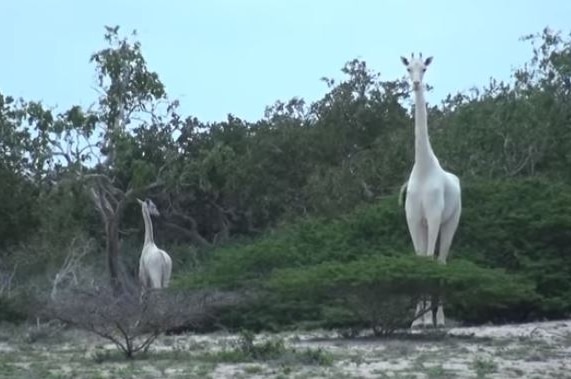 Two white giraffes, one full size and one small, stand among trees and plants.