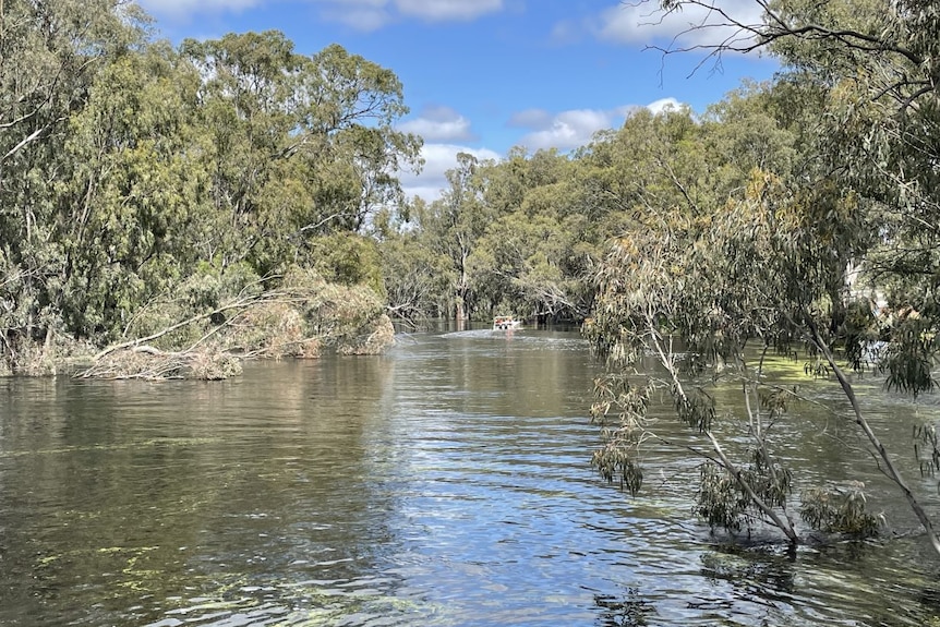 The Murrumbidgee River at Balranald picture in Summer during a major flood with an SES boat patrolling the surface.
