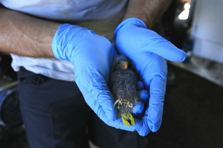 Un bébé perroquet à ventre orange tenu en mains jointes par un scientifique à Melaleuca, en Tasmanie.