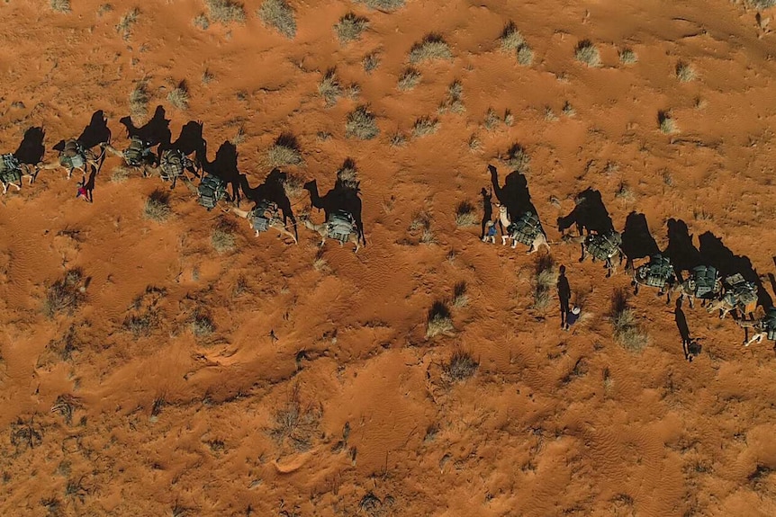 Aerial view of camels walking across sand.