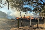 A pile of burning grassland behind a fence with a tree overhanging.