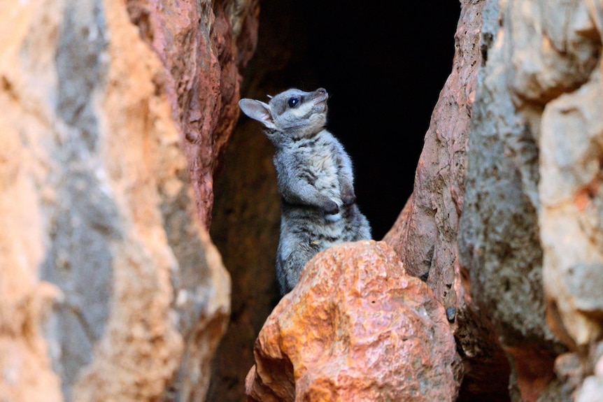 A small brown and grey wallaby looks towards sky standing in dark crevice between red and brown rocks.