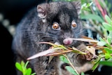A Western Ringtail Possum sits on a branch.