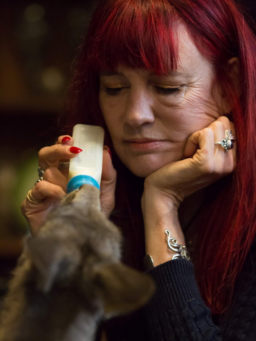 Helen Round rests her hand on her chin as she gazes at a roo she's bottle feeding.