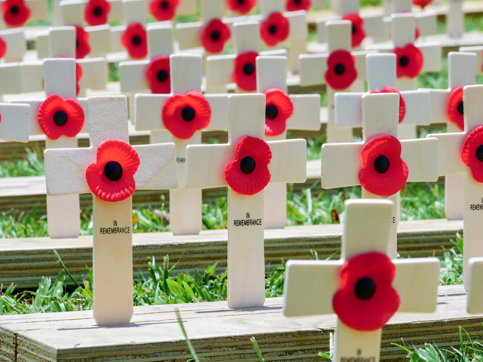 Paper poppies attached to crosses in remembrance of the 172 Townsville soldiers who lost their lives in World War I.