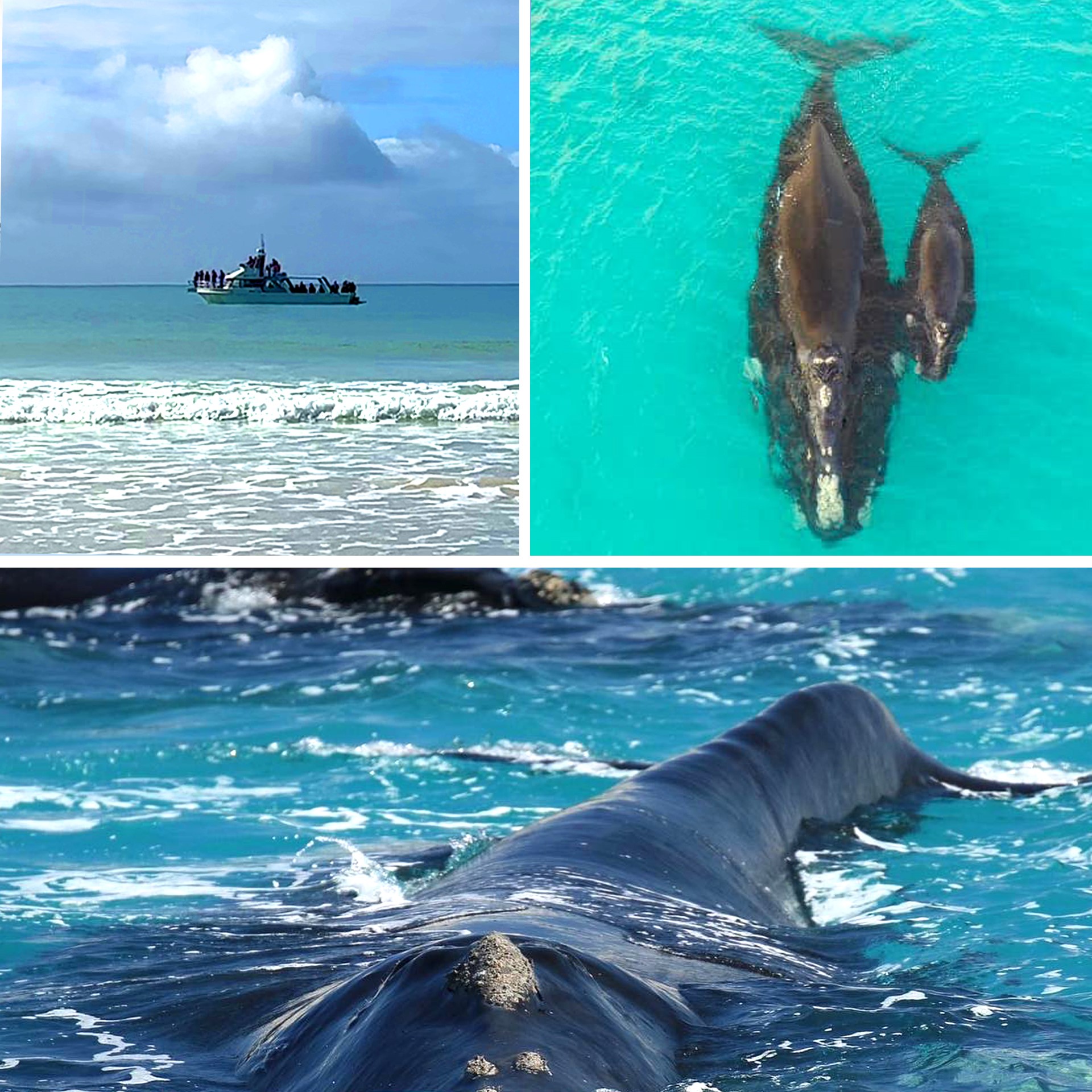 Top left boat on water, top right whale and calf drove shot, bottom, close up of whale