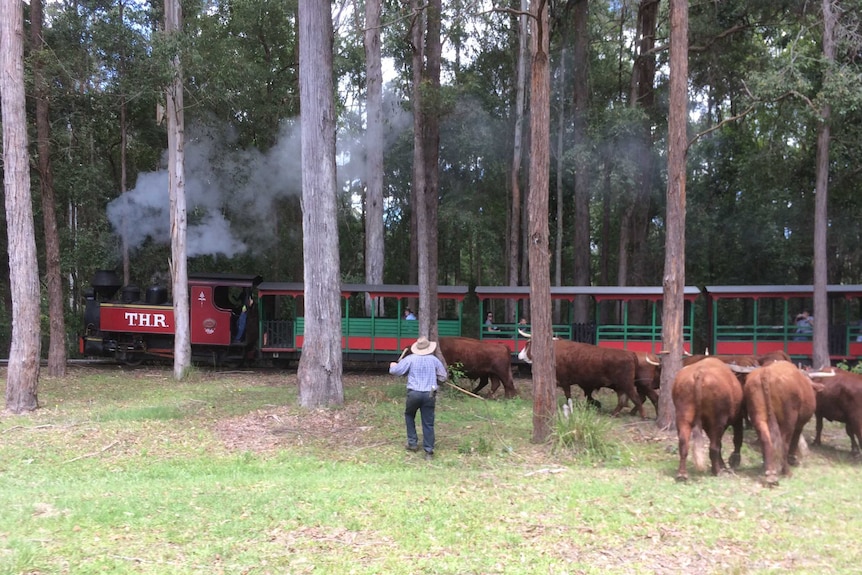 Visitors to Timbertown catch a glimpse of the bullock team while riding on the heritage park's operating steam train.