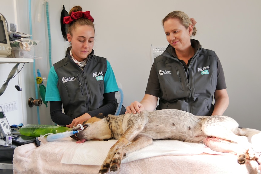 A woman in a grey jacket with logos stands with a young girl in the same jacket, both treating an unconscious dog on the table.