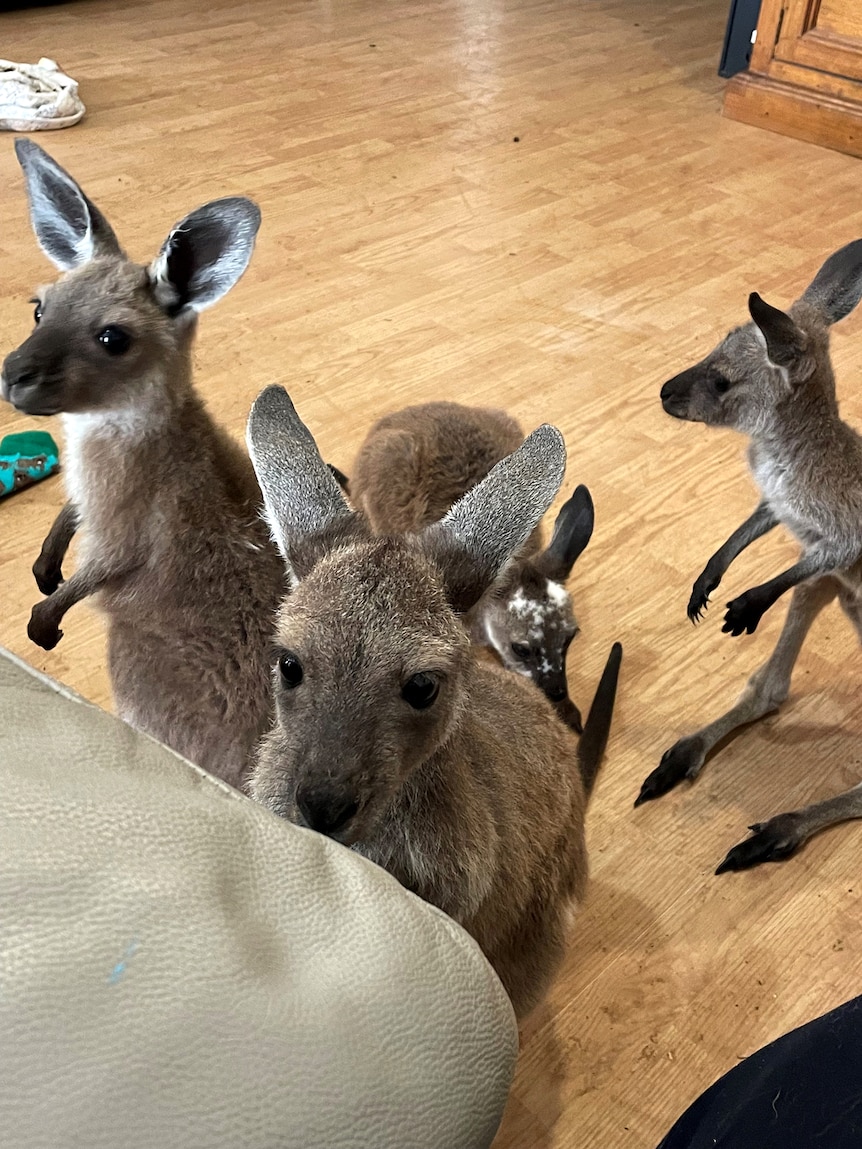 Three young joeys in a house living room