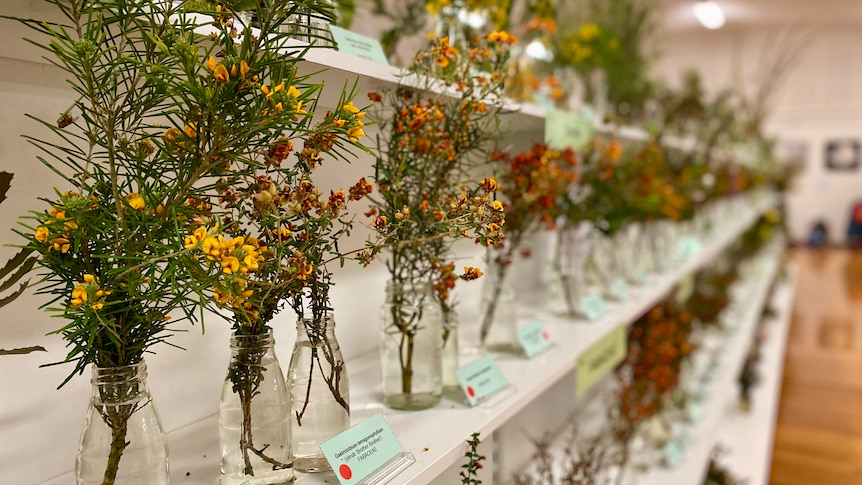 row of orange and yellow wildflowers