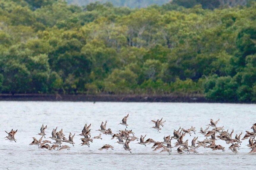 Bar-tailed godwits fly low to the water, some standing on a sand bar in the harbour.