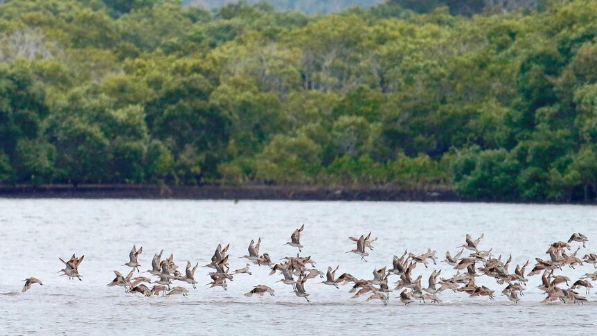 Bar-tailed Godwits fly low to the water, some standing on a sand bar in the harbour.