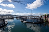 Huon Aquaculture salmon pens in southern Tasmania.