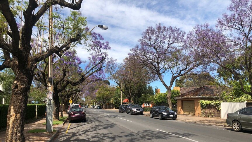 A street with trees with purple flowers