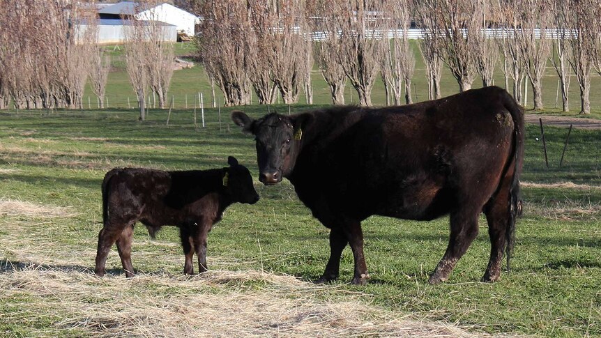 A black cow an calf standing in a field