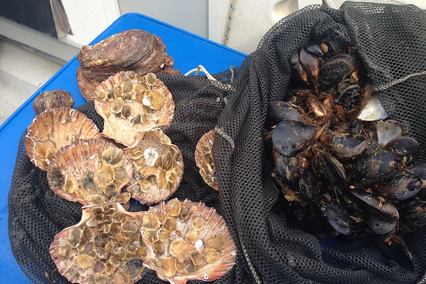 Baby oysters attached to scallop shells, and mussels ready for deployment