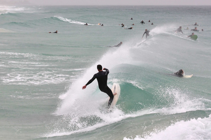 Dozens of surfers in a strong surf at the beach
