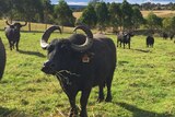Buffalo on a farm in the Bega Valley