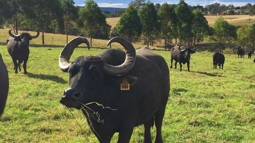 Buffalo on a farm in the Bega Valley