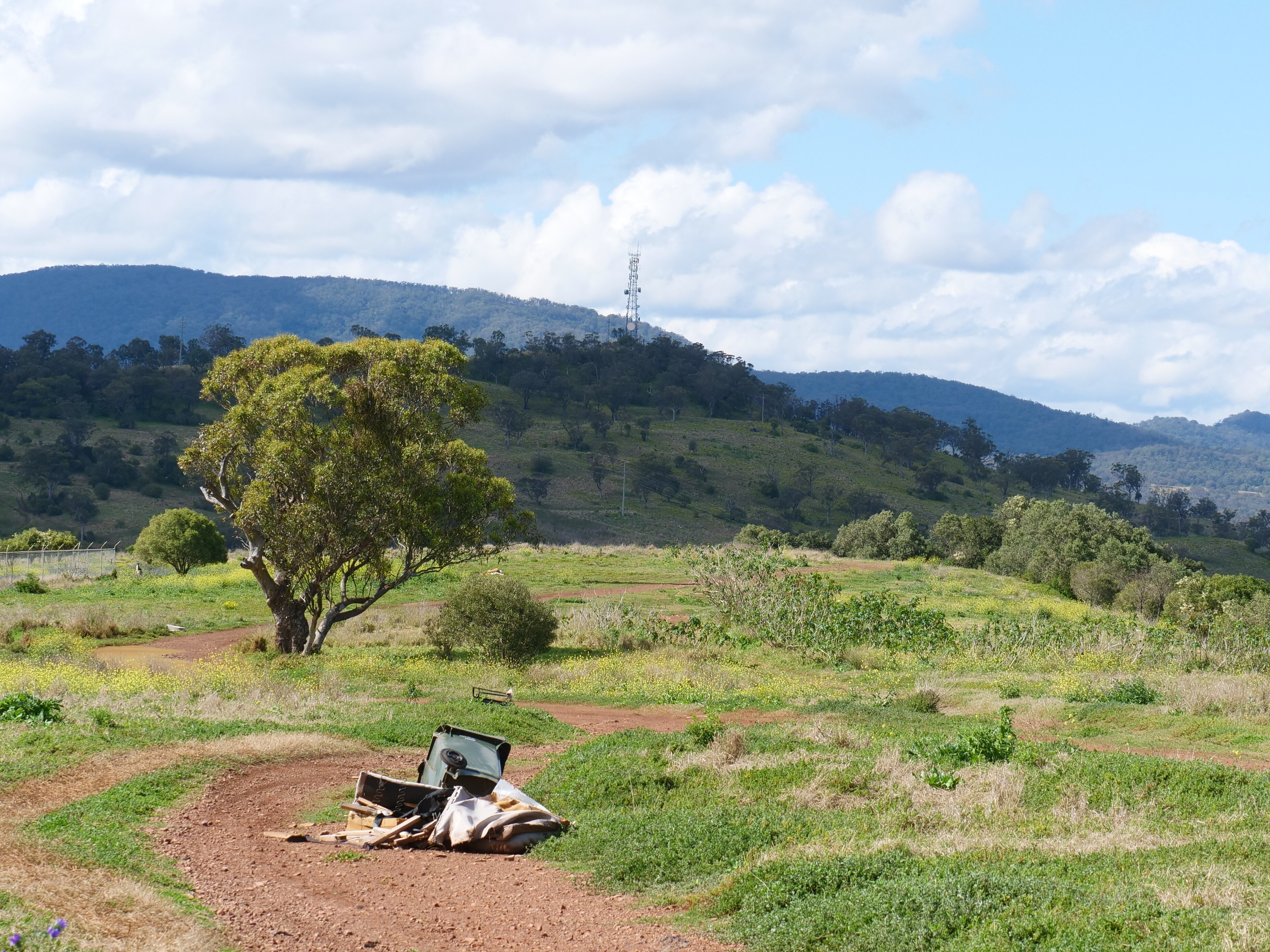 Wanaruah Aboriginal community speaks out after sacred 'Grandmother Tree
