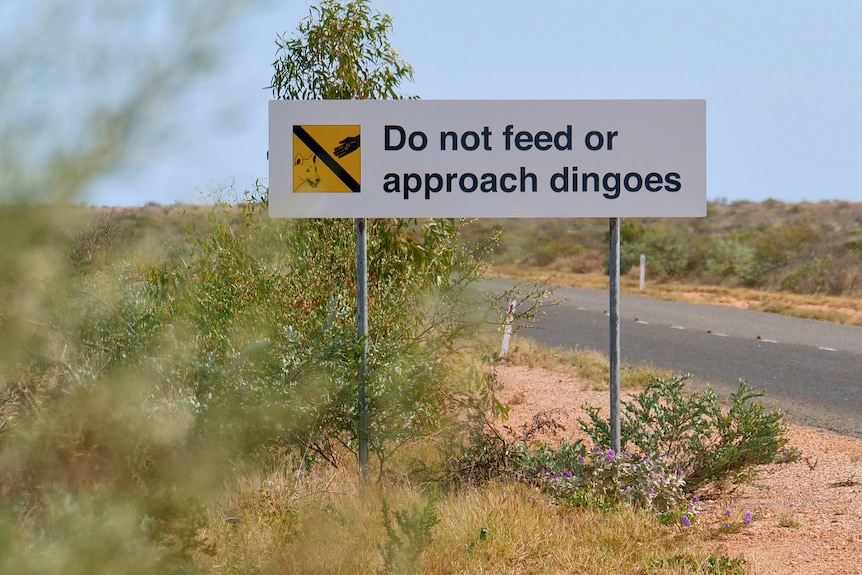 A sign saying do not feed dingoes.