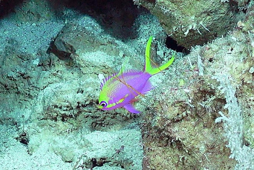 A purple fish with bright green on its tail and on top of its head.