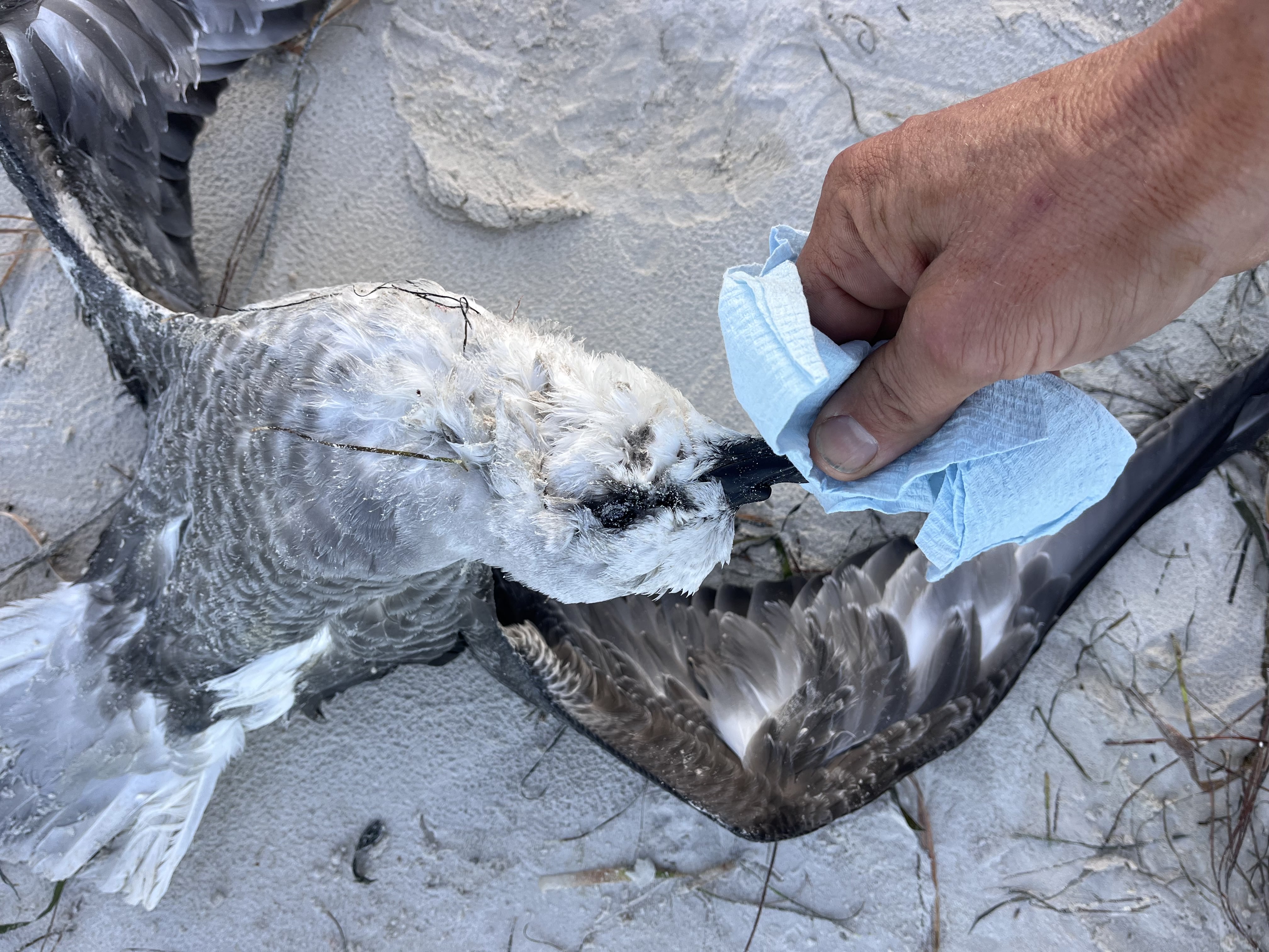 Fears bird flu has crossed border after sightings of dead wildlife on SA beach