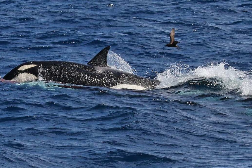 Side view of a killer whale in the ocean with a trail of blood behind it and seabirds overhead.