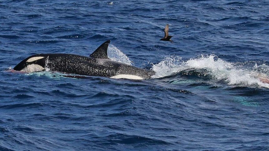 Side view of a killer whale in the ocean with a trail of blood behind it and seabirds overhead.