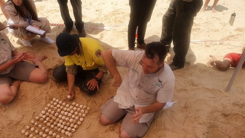 People crouched on the sand pulling turtle eggs out and lining them up.