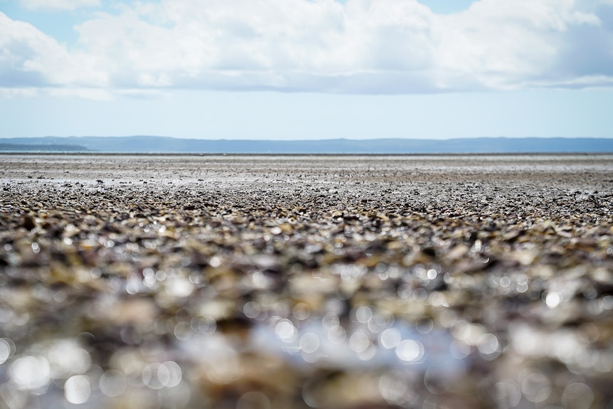 The mudflats stretch away into the distance, flanked by hills.