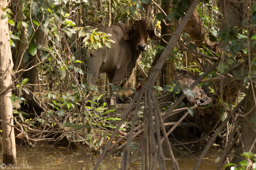 A cow stands among mangroves at the water's edge
